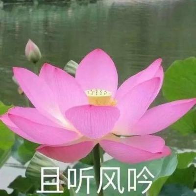 西游记之大圣归来草鞋板下载